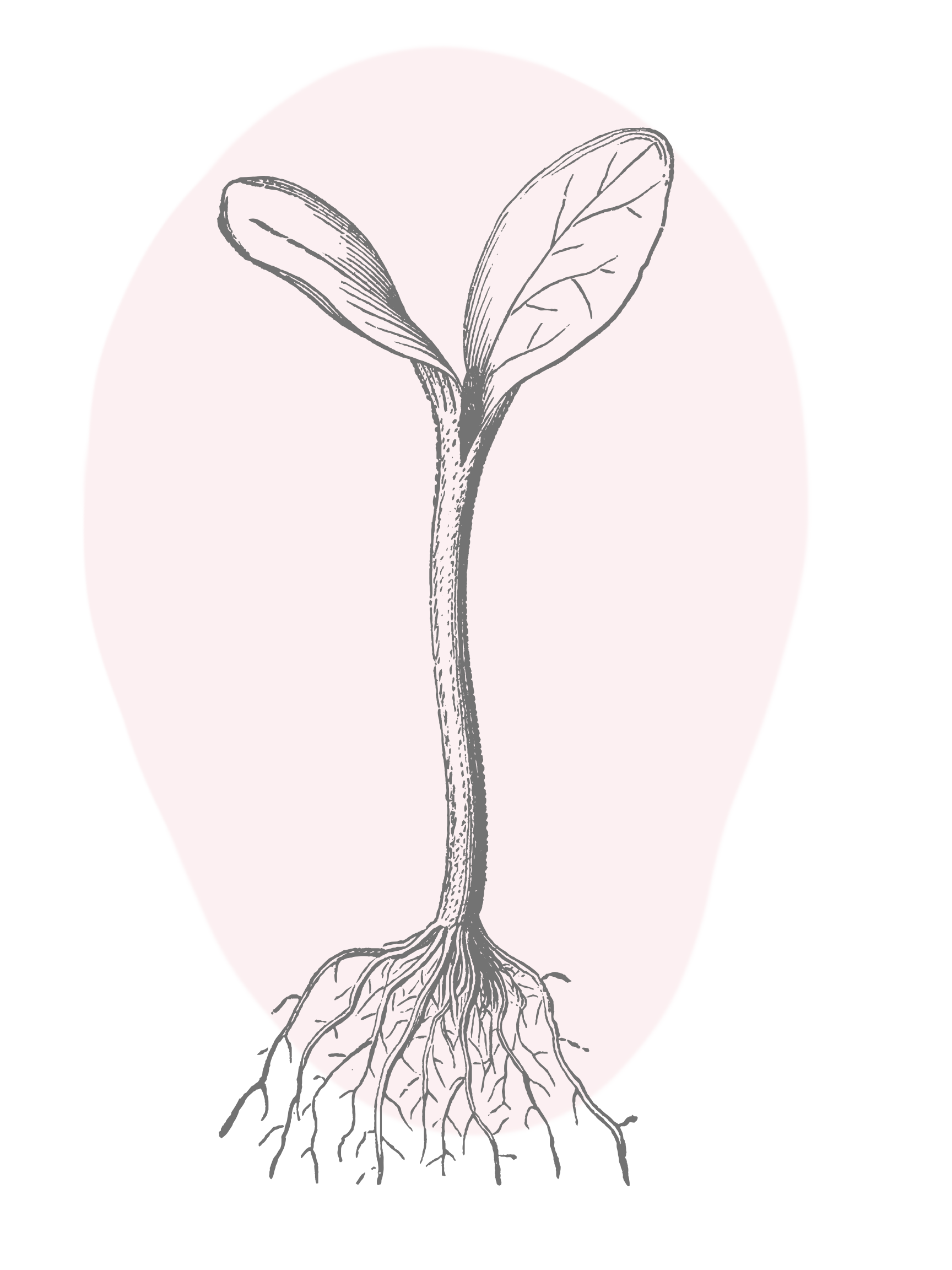 plant Annmariemd