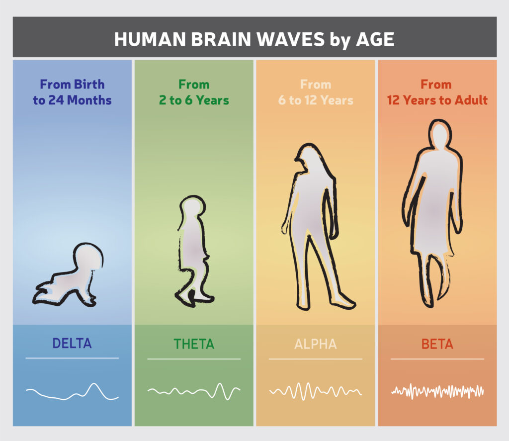 human child adult brain changes