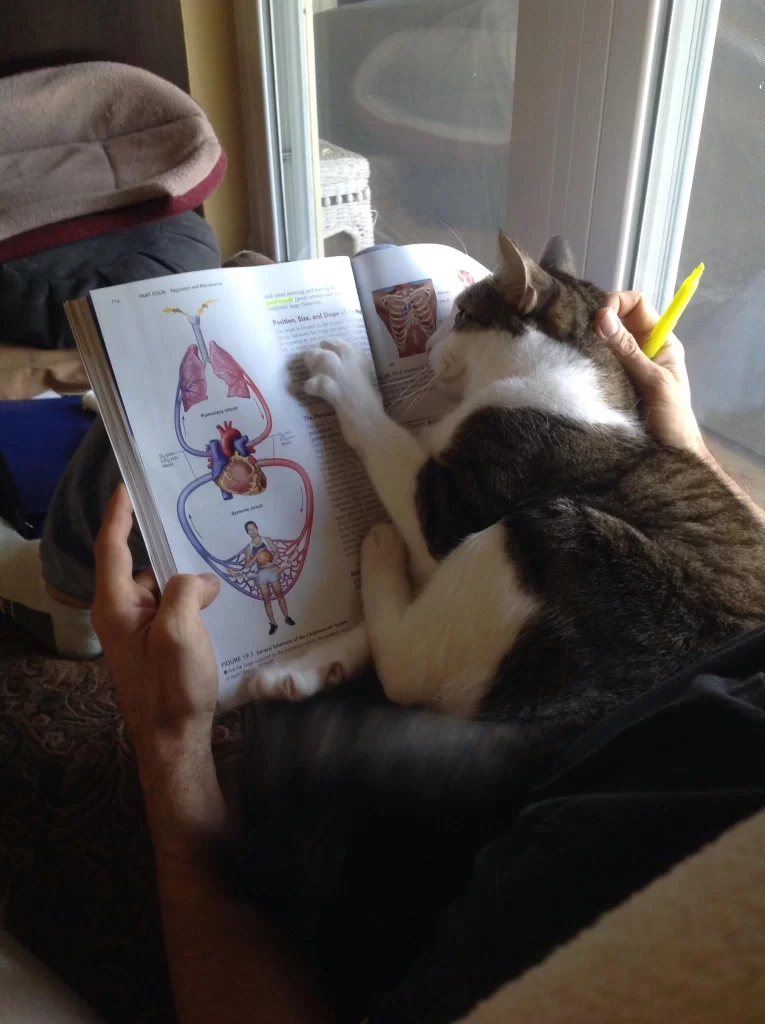 Studying medicine anatomy with cat - Ann Marie MD Cat sprawled over an open anatomy textbook, paw on the page as someone holds the book nearby and a yellow highlighter rests nearby by a window.