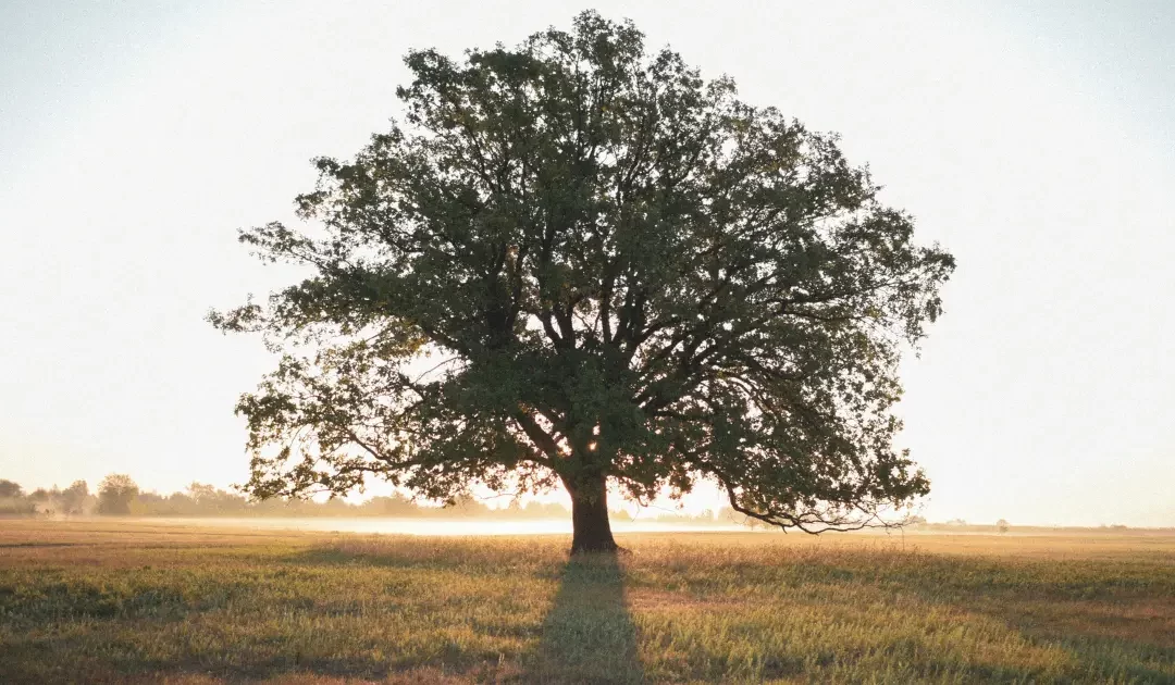The Seed That Knows How to Grow : An Audio Guide to be Inspired