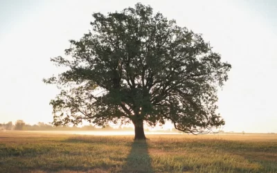The Seed That Knows How to Grow : An Audio Guide to be Inspired
