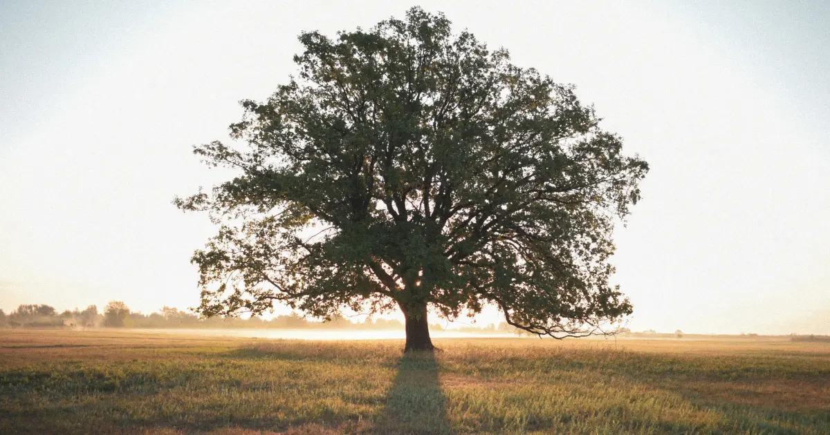 The Seed that knows how to grow
